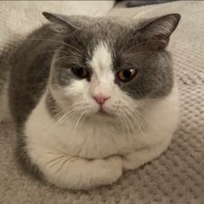 Profile image of beeeliii