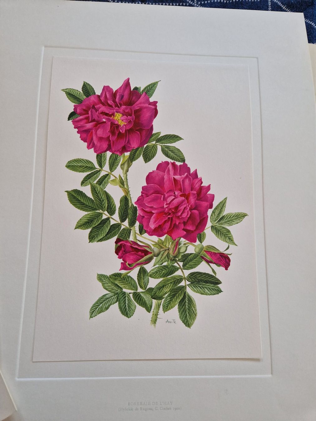 Foto & Immagini: Grosse Mappe mit Drucken - Rosen – Usato da MUEHLAU venduto da ibo_5c7d 2