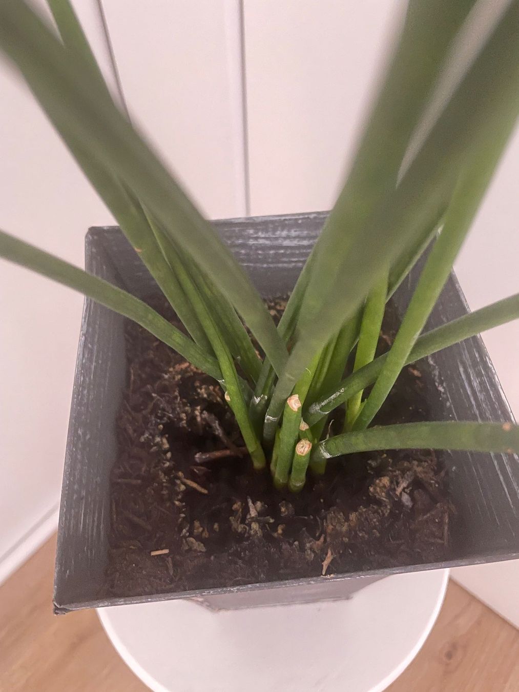Plantes & graines: Dekorative sansevieria, Bogenhanf, Schwiegermutterunge 80 cm – D'occasion à Winkel par Kade50 4