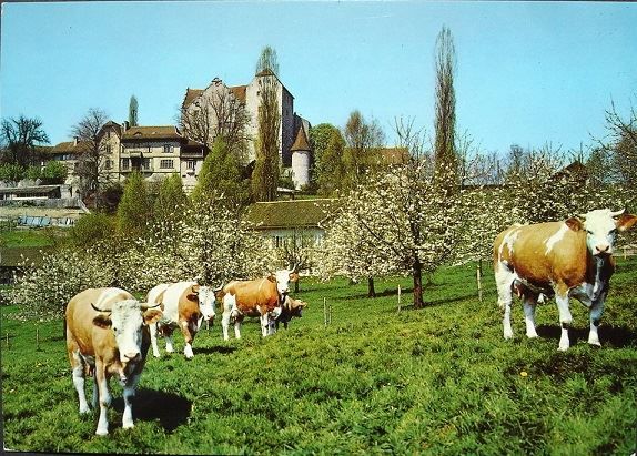 Cartes postales: WILDEGG Schloss - Kühe – Neuf (Voir description) à Jona par philajona