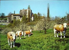WILDEGG Schloss - Kühe