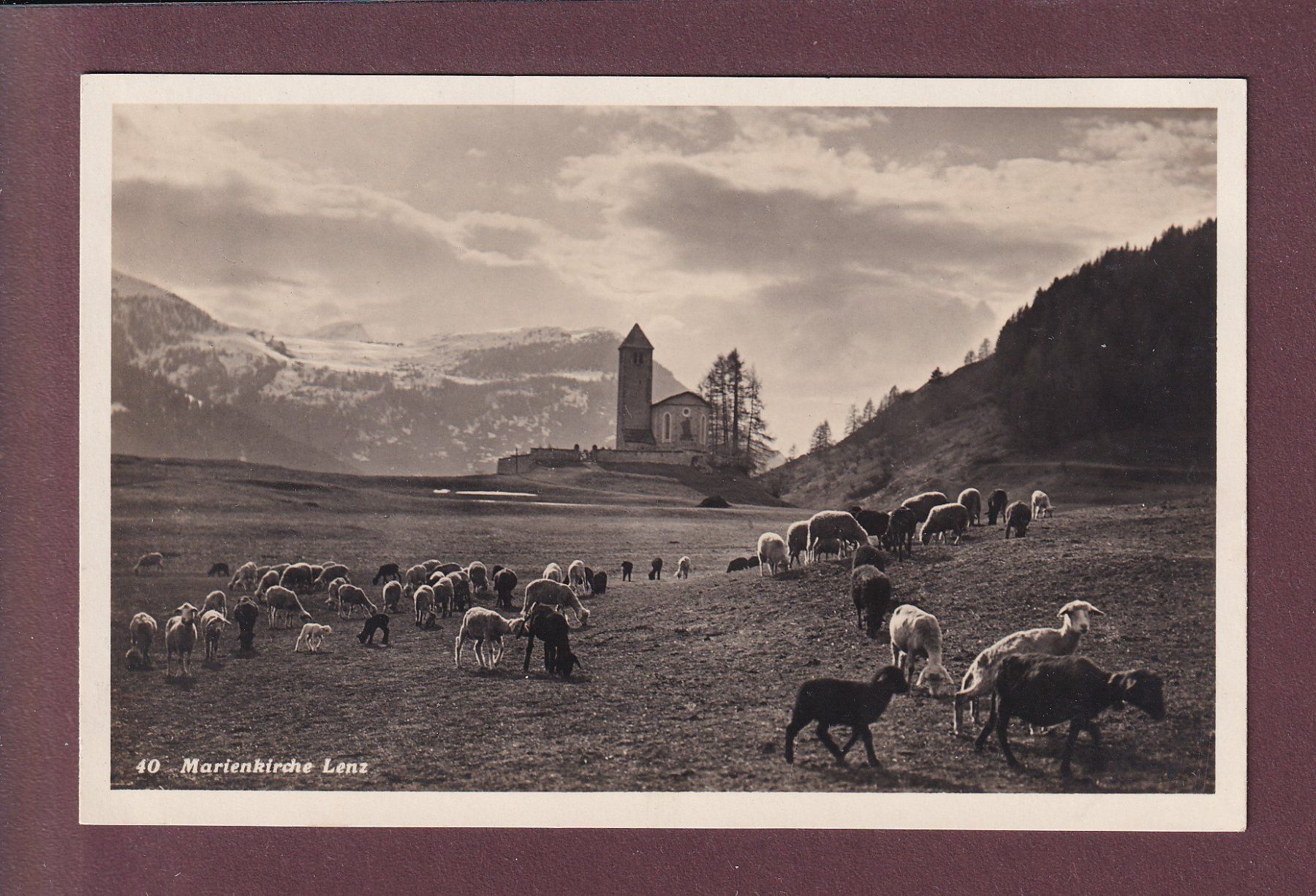 Cartoline postali: LENZ - Marienkirche - Schafherde – Usato da Pully venduto da nicecards