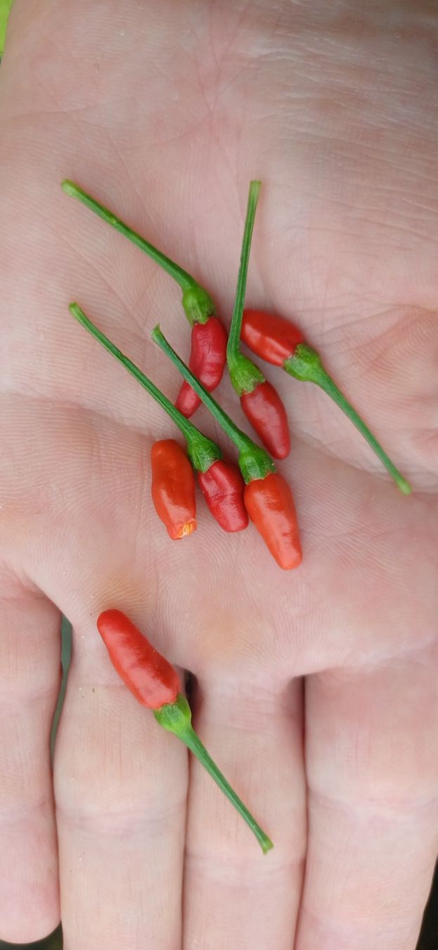 Piante & sementi: Wild Chili Samen aus Uganda – Nuovo (secondo la descrizione) da Neftenbach venduto da QuiQuo