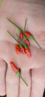 Wild Chili Samen aus Uganda