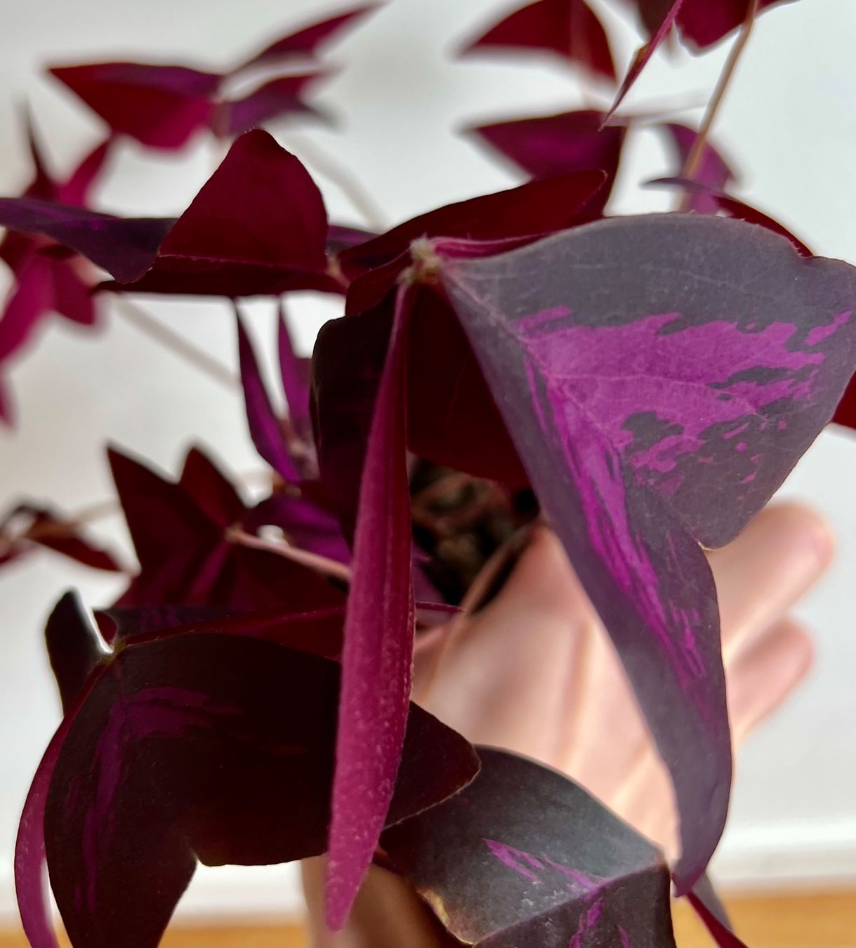 Roter Glucksklee Kaufen