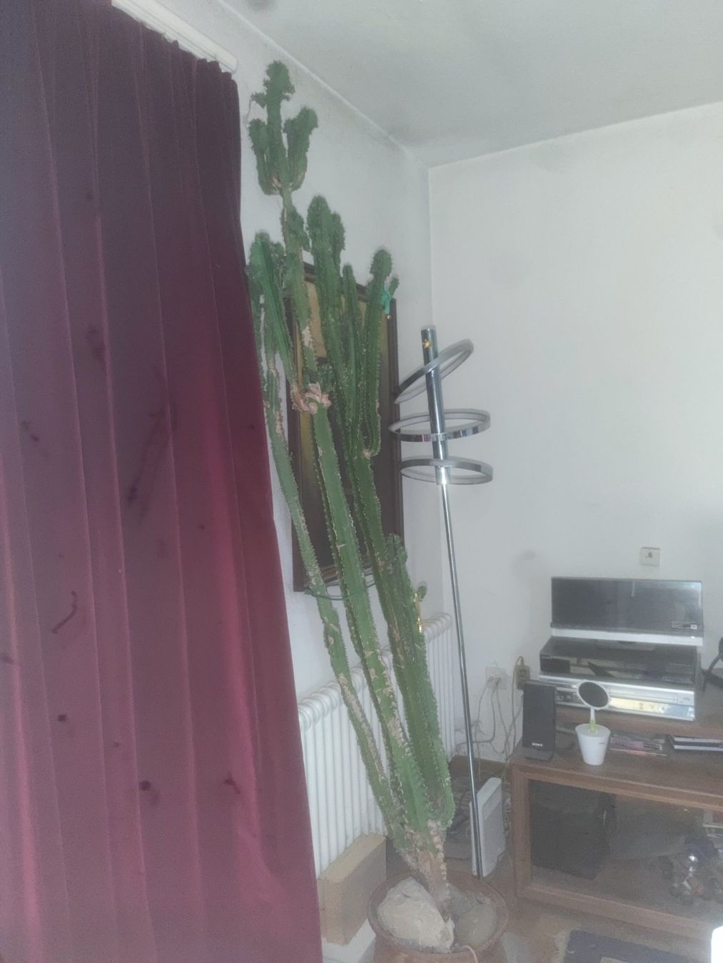 Pflanzen & Samen: Euphorbia ingens – Gebraucht aus Menziken von Seville93