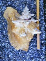 Coquillage rare, grand et beau coquillage