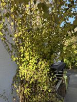 Cercidiphyllum japonicum (Japanischer Kuchenbaum) im Topf