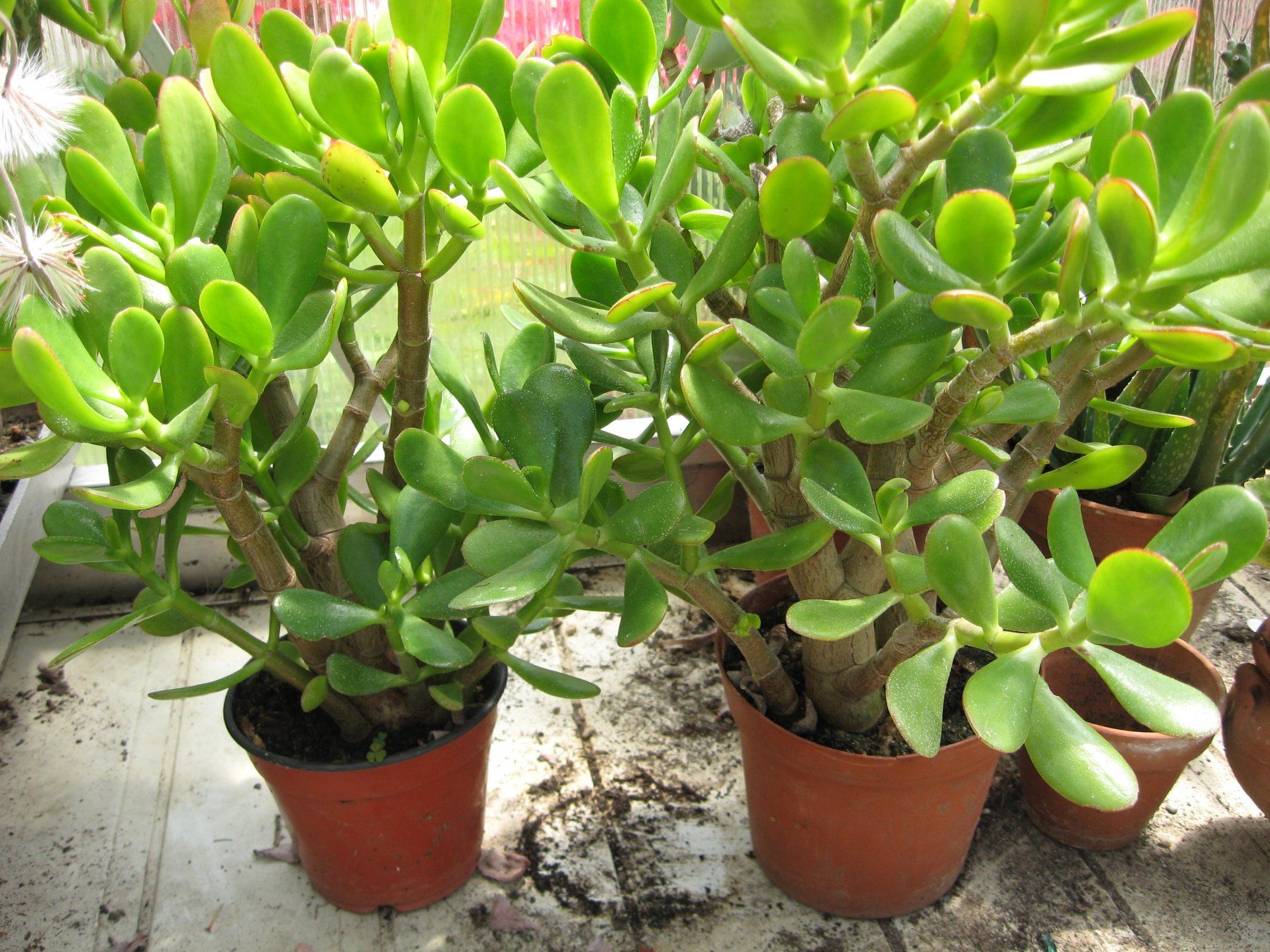 Pflanzen & Samen: Dickblatt Crassula ovata – Neu (gemäss Beschreibung) aus Vinelz von Wellensittich55 1