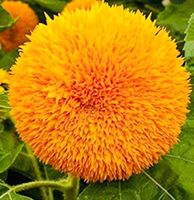 15 SAMEN Zwerg Sonnenblume “GOLDEN SUN” Tournesol‪