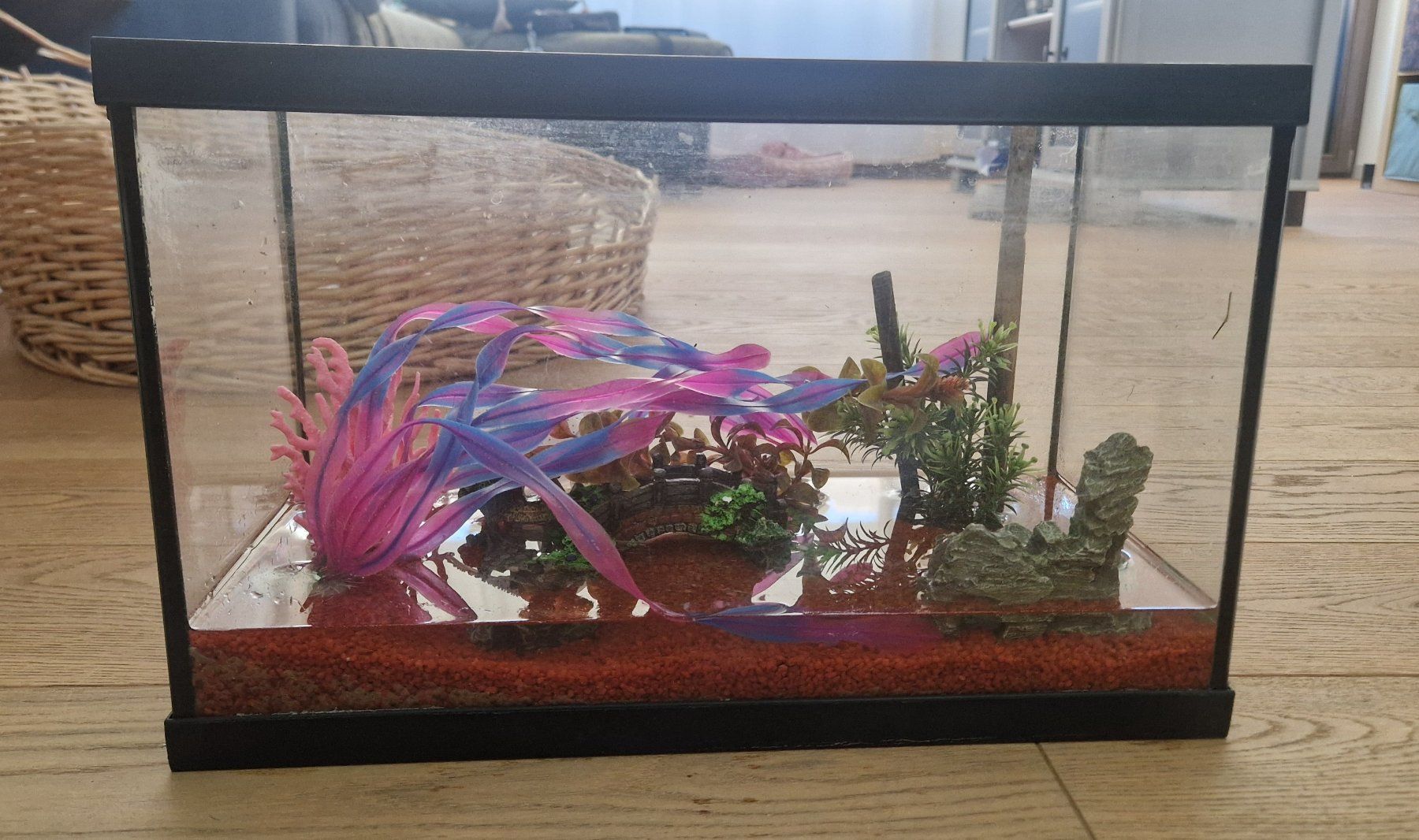 Acquari: Cuve aquarium 20L avec déco – Usato da Murist venduto da suki453