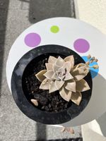 Wunderschöne Geisterpflanze (Graptopetalum paraguayense)