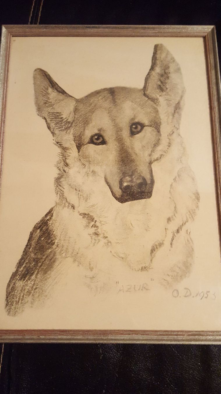 Foto & Immagini: Bild Bleistiftzeichnug Schäferhund 1953 – Usato da Remetschwil venduto da Privatflohmi