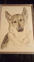 Bild Bleistiftzeichnug Schäferhund 1953