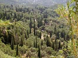 Mittelmeerzypresse (Cupressus sempervirens) - Pflanze!