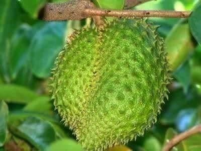 Piante & sementi: Annona muricata - GRAVIOLA  10g – Nuovo (secondo la descrizione) da Bremblens venduto da FIBONACCI369 1