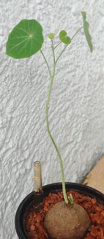 Pflanzen & Samen: Caudex Pflanze // Stephania erecta – Neu und originalverpackt aus Ebnat-Kappel von Zearara 4