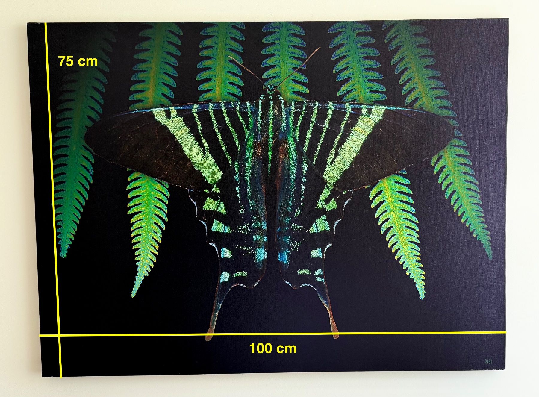 Foto & Immagini: Leinwandbild 100x75, Urania leilus – Usato da Ermatingen venduto da Atropos57 1