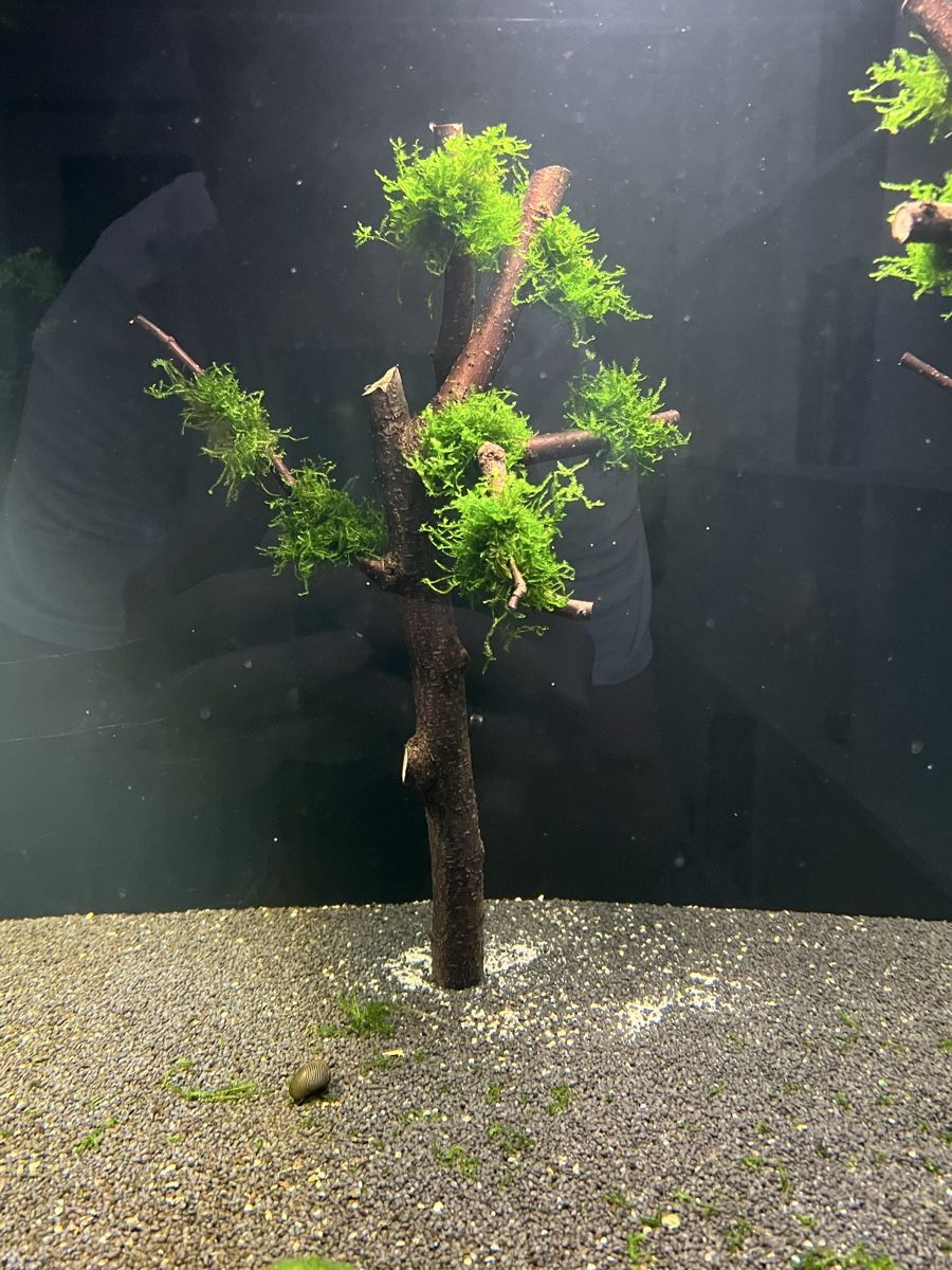 Tutte le decorazioni: Aquarium Deck Pflanze Holz Aquarium Baum – Usato da Basel venduto da LUCcC 5