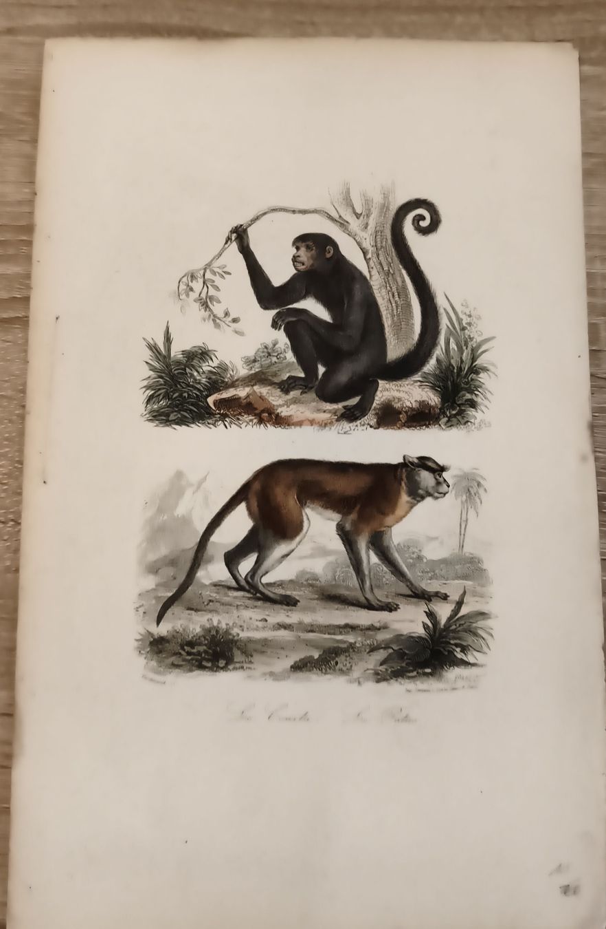 Stiche: Gravure ancienne singe 2 vues – Gebraucht aus Prilly von jor_x27s