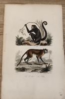 Gravure ancienne singe 2 vues