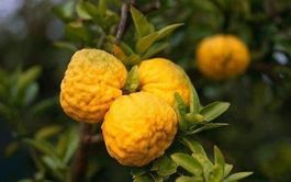 CITRON  " YUZU"  DU JAPON !  15-20cm  2x