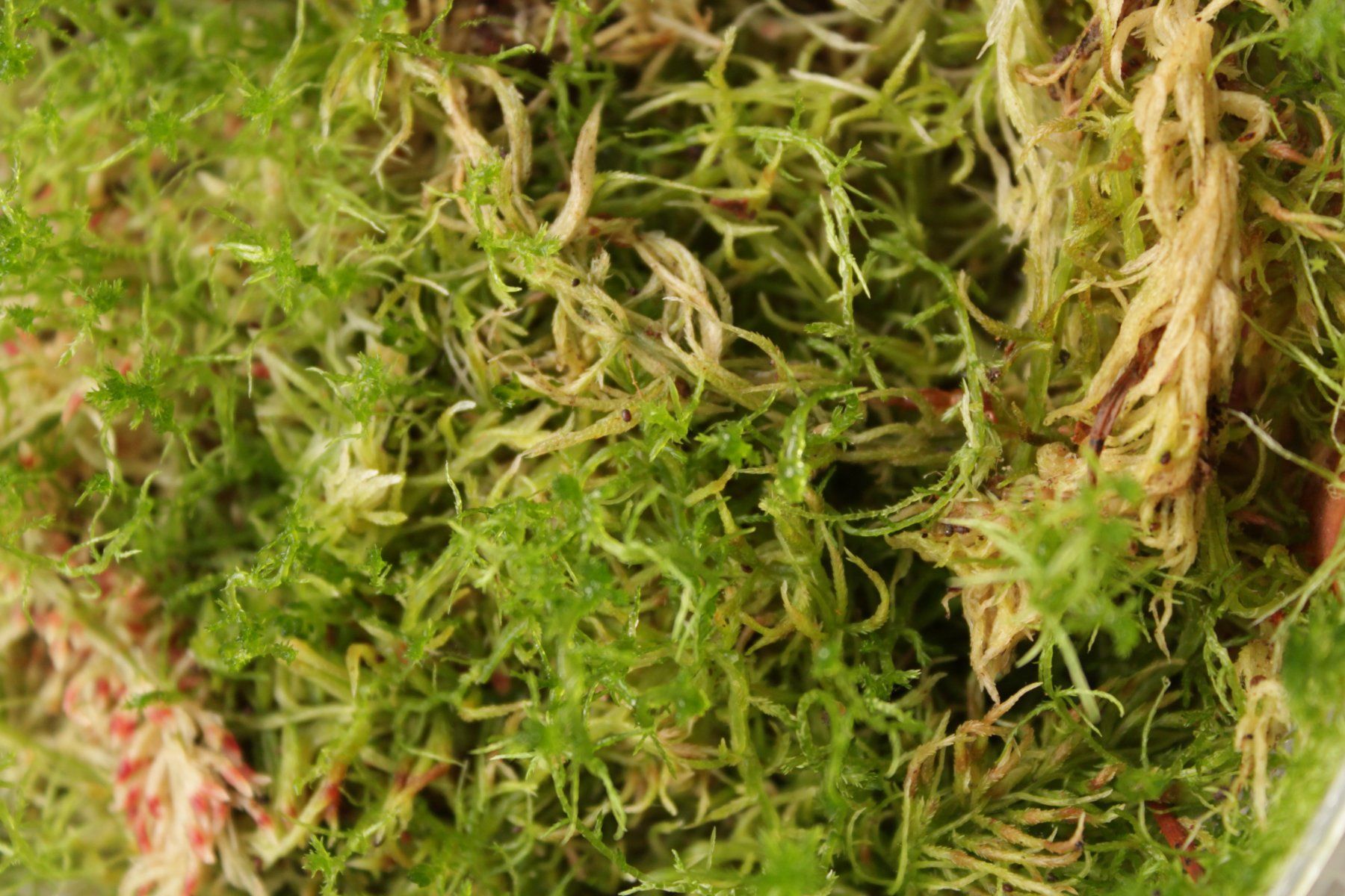 Piante & sementi: Sphagnum Moos Lebend - 200g – Nuovo (secondo la descrizione) da Wattwil venduto da ooros