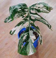 🔥 Monstera Albo Variegata "Camouflage" (doppelfenestriert)
