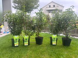 Eine Stücke Hecke Pflanze