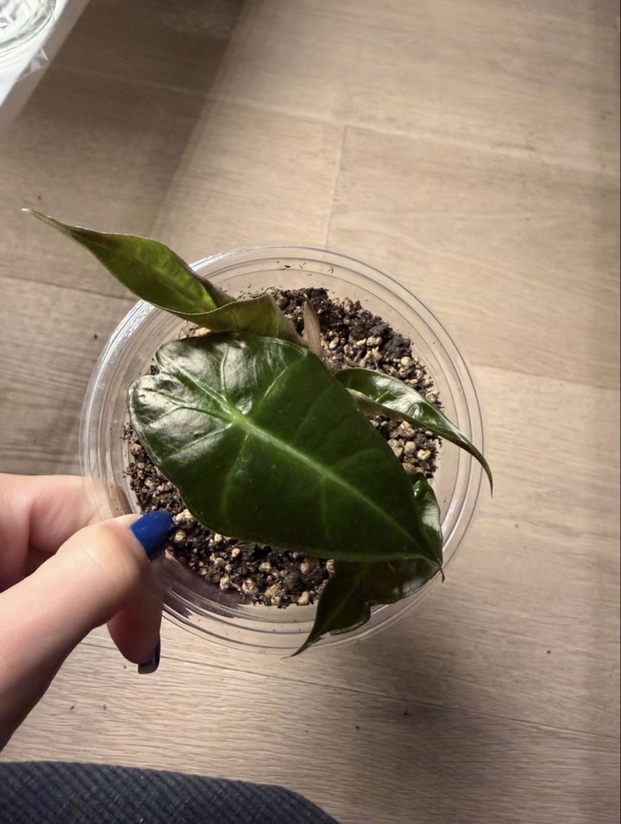Piante & sementi: Alocasia Polly – Nuovo e nell'imballaggio originale da Wikon venduto da a_d_rbro