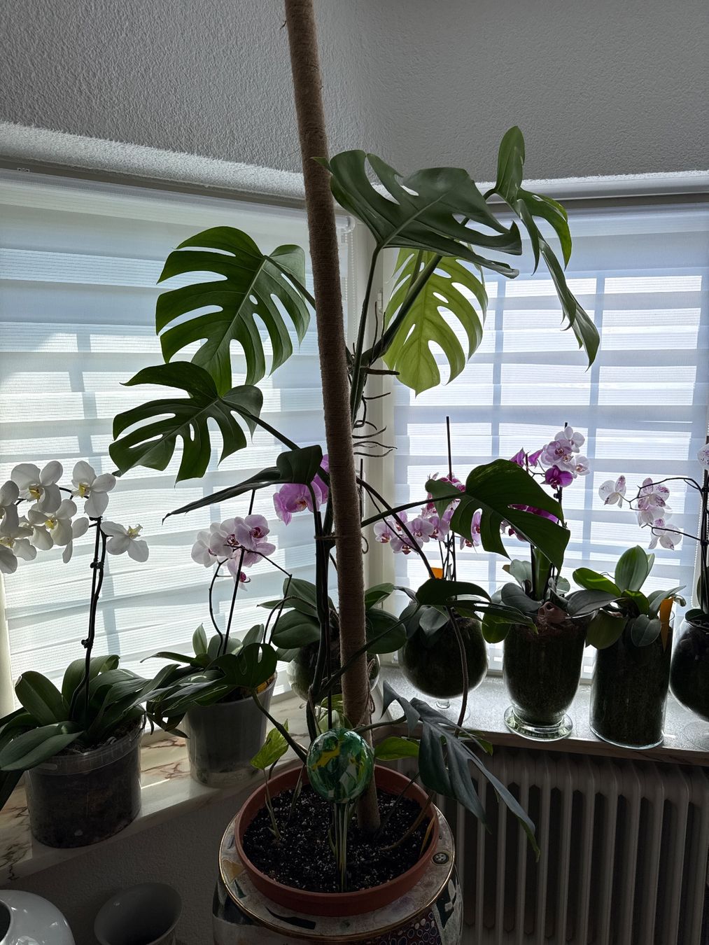 Piante & sementi: Monstera Pflanze – Usato da Zug venduto da sir_pk 3