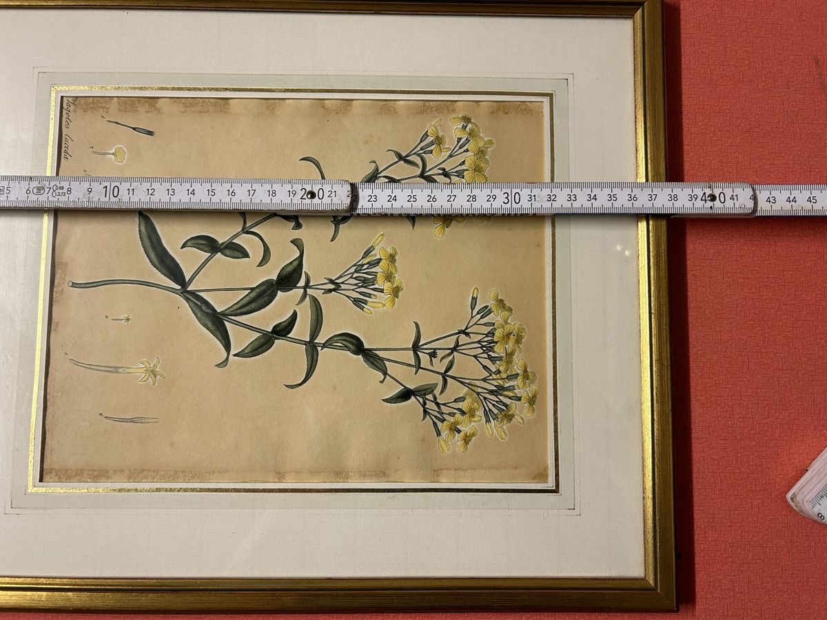 Incisioni: Antike Stich Botanisch Lucida gerahmt. – Usato da Lanzenhäusern venduto da vic63 7