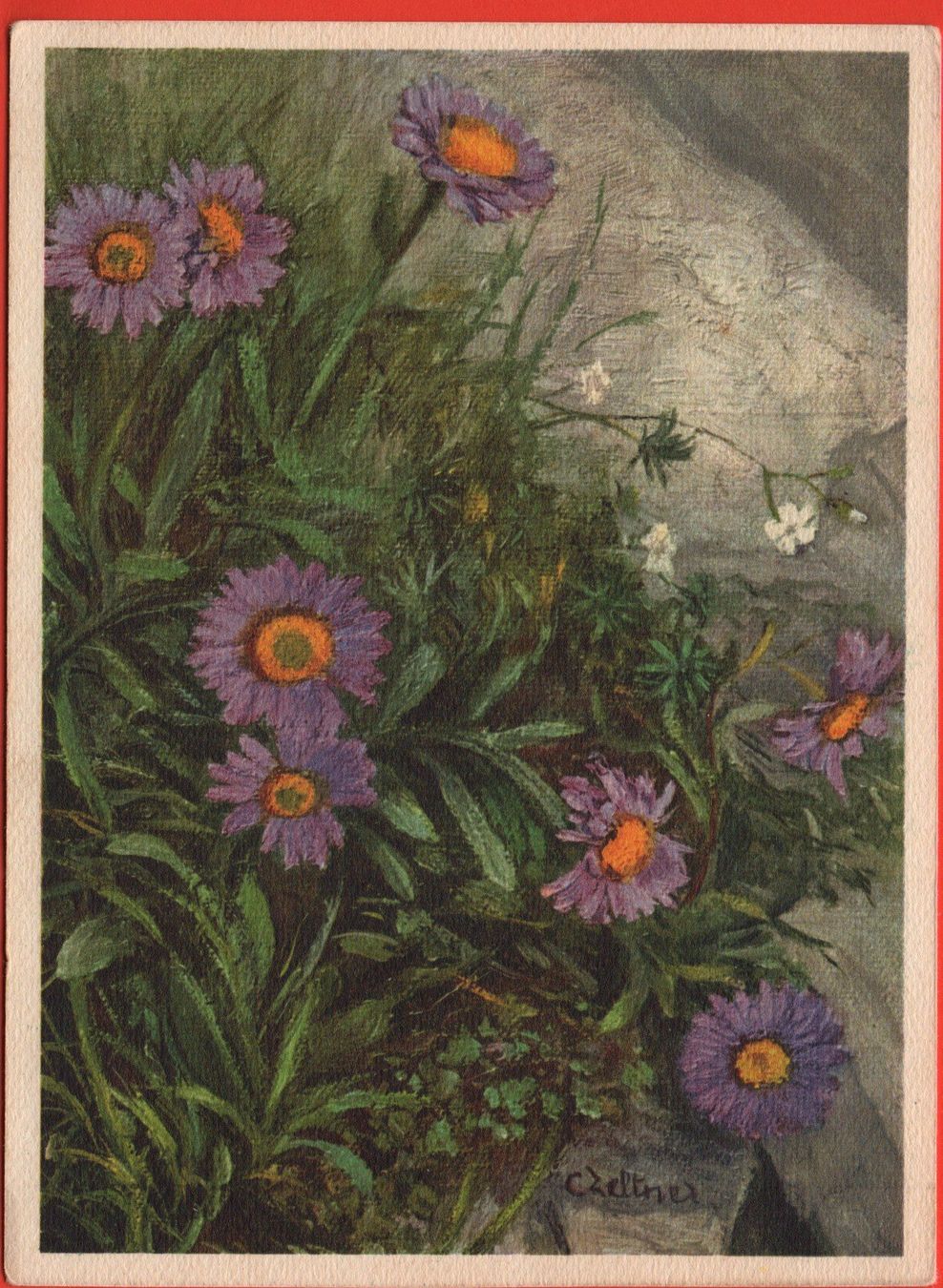 Ansichtskarten: ALPEN-ASTER – Neu (gemäss Beschreibung) aus Jona von philajona