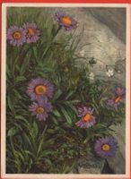 ALPEN-ASTER