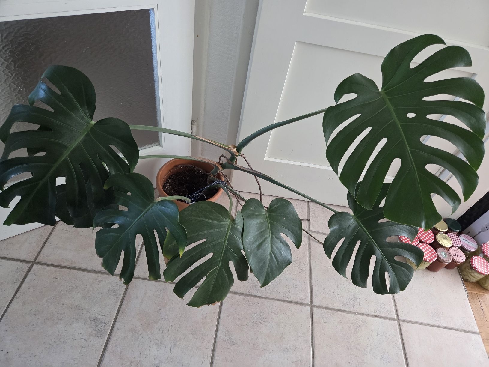 Piante & sementi: Monstera – Usato da Zürich venduto da Shiva79