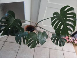 Monstera