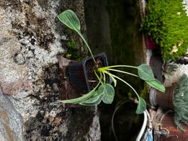 Hosta bashful