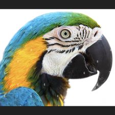 Profile image of Pepito57