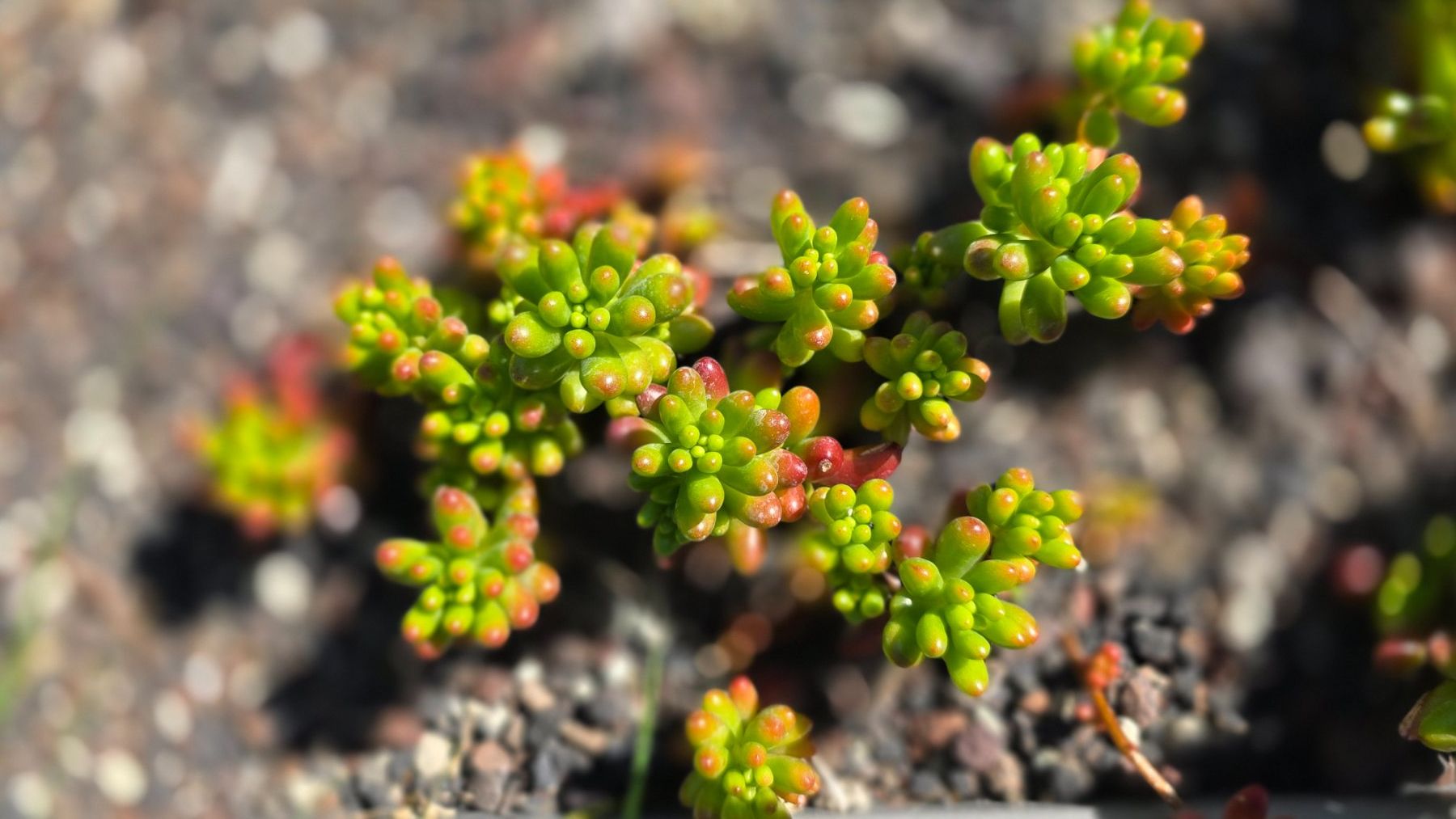 Piante & sementi: Sedum rubrotinctum x3 Stück – Nuovo (secondo la descrizione) da Zürich venduto da The_Plant_Wizard 3