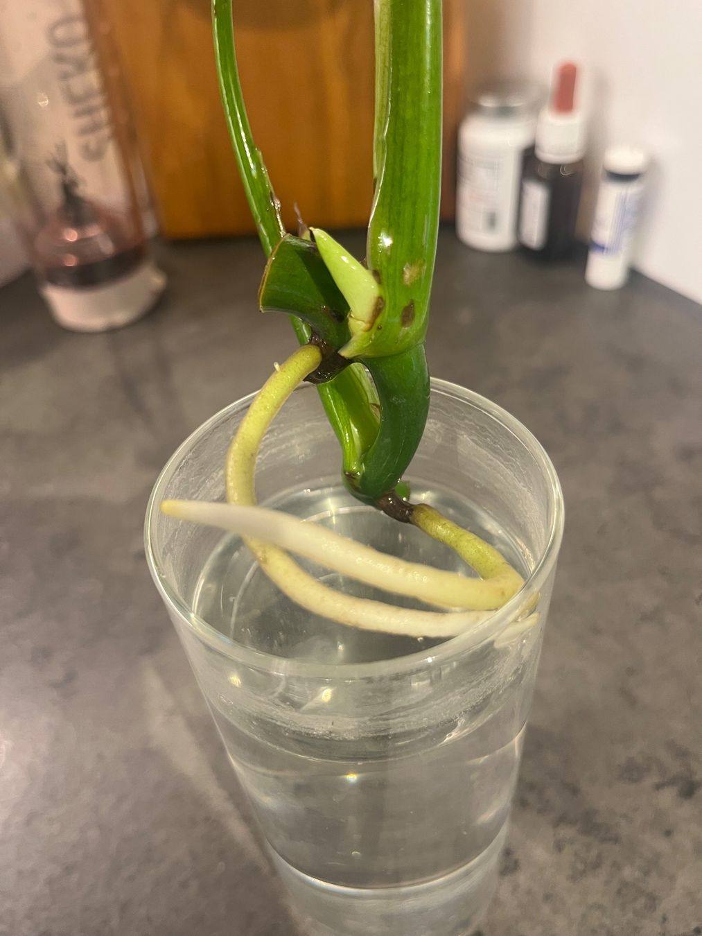 Piante & sementi: Monstera Deliciosa Ableger klein – Usato da Gebenstorf venduto da Shine_088 2