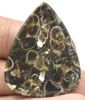 Cabochon L-3855 – Turritella Fossil 35X29X4mm 33Karat