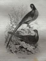 Stahlstich 1843 - Fasan