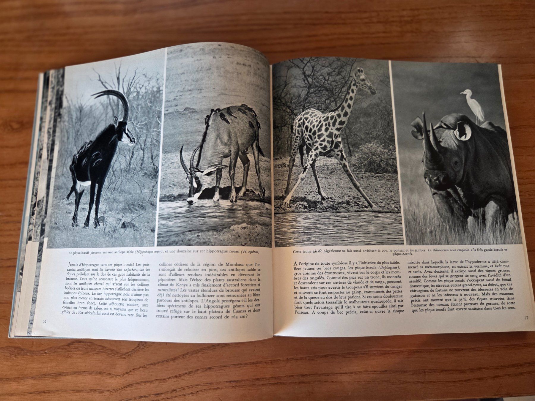 Libri: Parade animale du Continent noir 1963 VDB Berne – Usato da Aldesago venduto da lusuardi 7