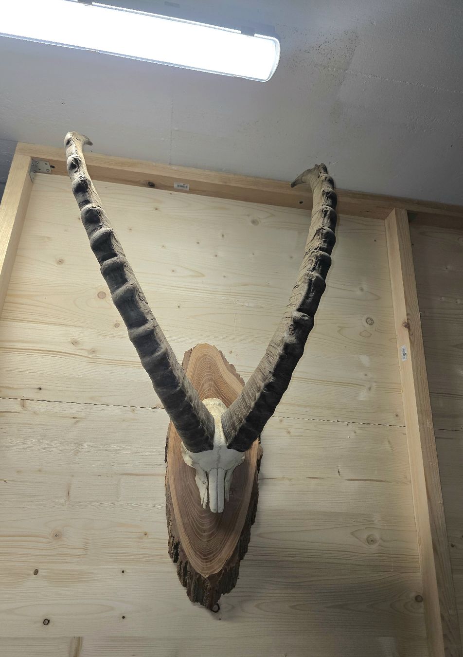 Altre raccolte & rarità: Steinbock aus Graubünden – Usato da Trimmis venduto da leonidas3 2