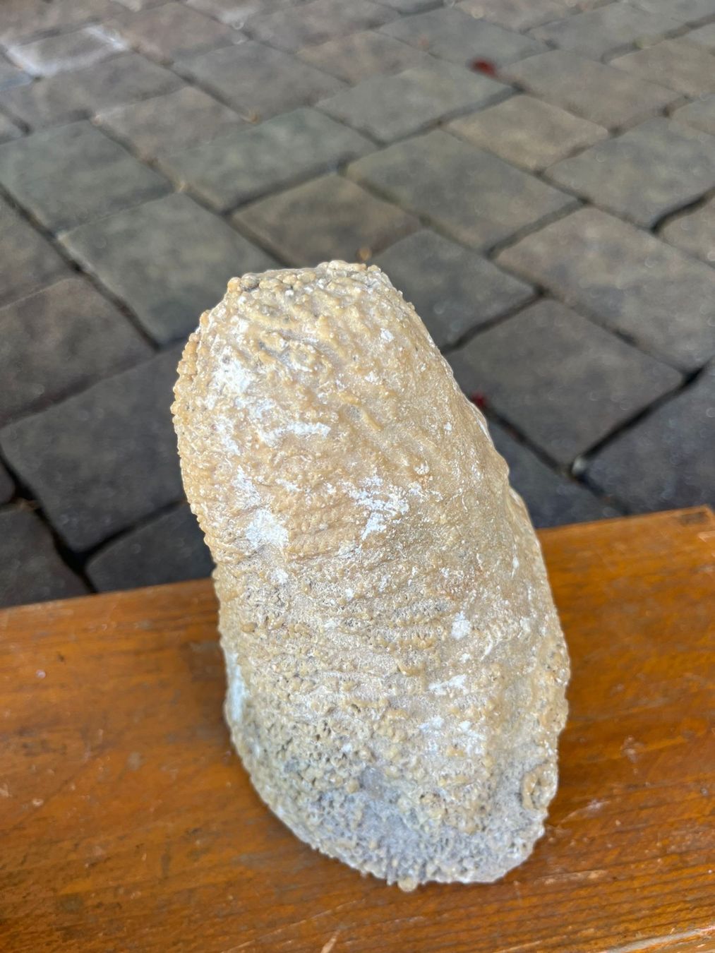Fossili: Fossilien-Set – Usato da Münchenstein venduto da sil_h6c9 3