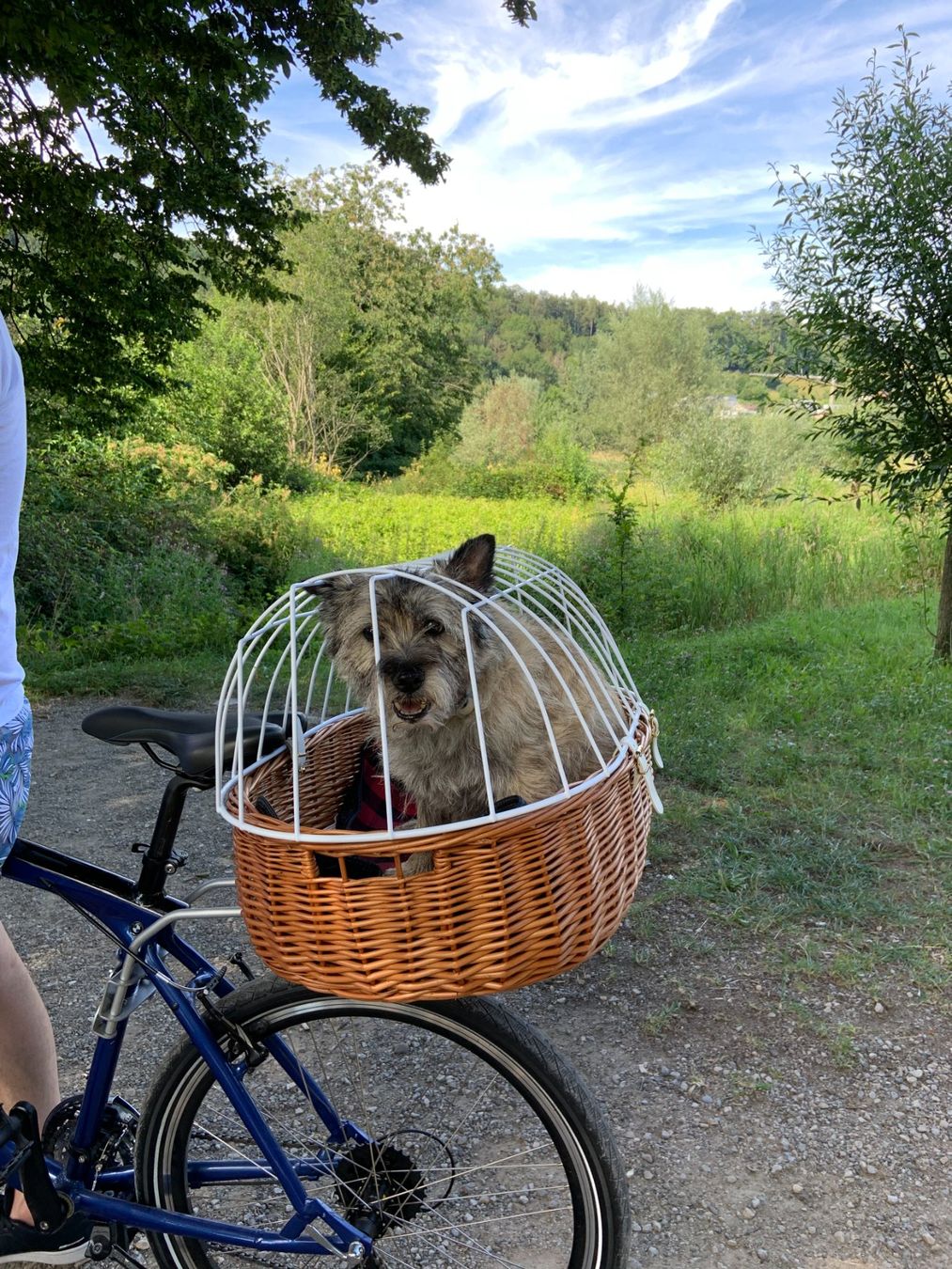 Gabbie, trasporto & Sicurezza: Velo-Hundetransportkorb – Usato da Suhr venduto da Arili