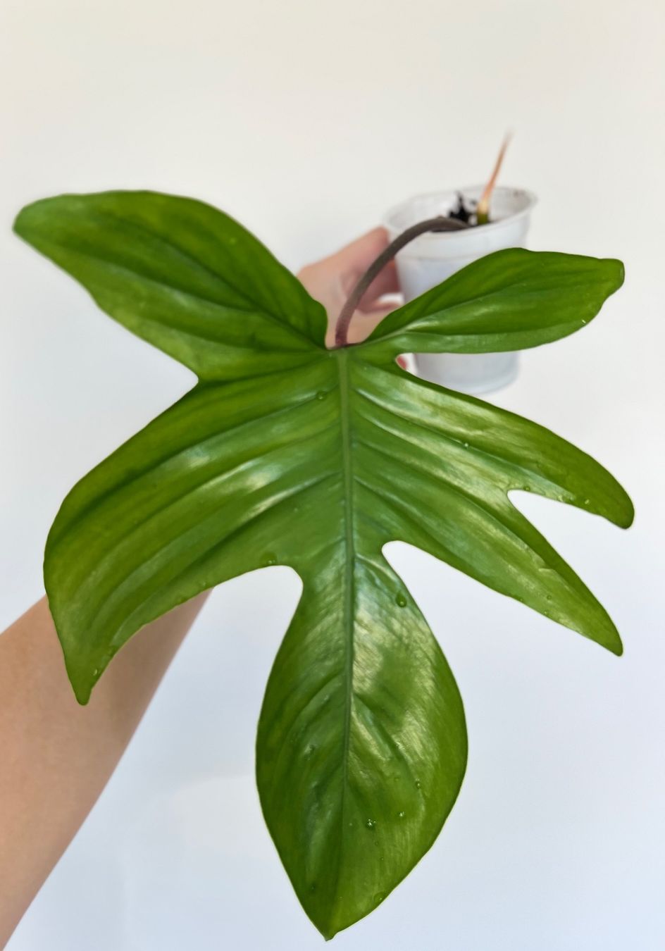 Pflanzen & Samen: Philodendron Florida💚 – Gebraucht aus Glattpark(Opfikon) von ste_n99y