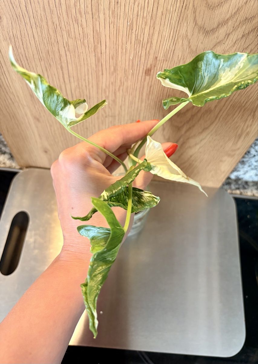 Piante & sementi: Alocasia Cucullata "Crinkles Albo"  – Usato da Kaiseraugst venduto da dka_b97z 2