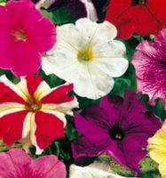 50 Samen  MIX samen Zwerg-Hybrid-Petunie 50 graines MIX