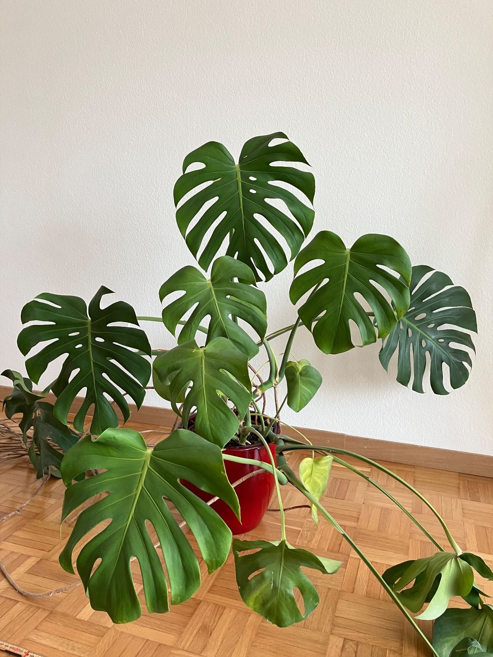 kaktus katze Kaktus-Kratzbaum - Grün
